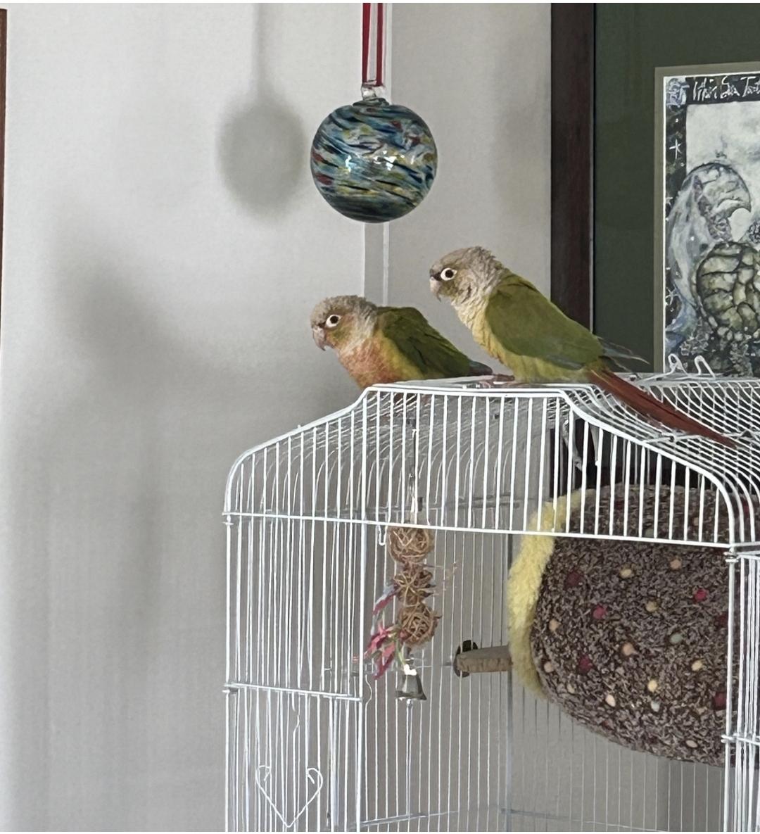 Enlarge Thing 1 and Thing 2 (Anchorage), a Adoptable Conure in Anchorage, AK image 1/2