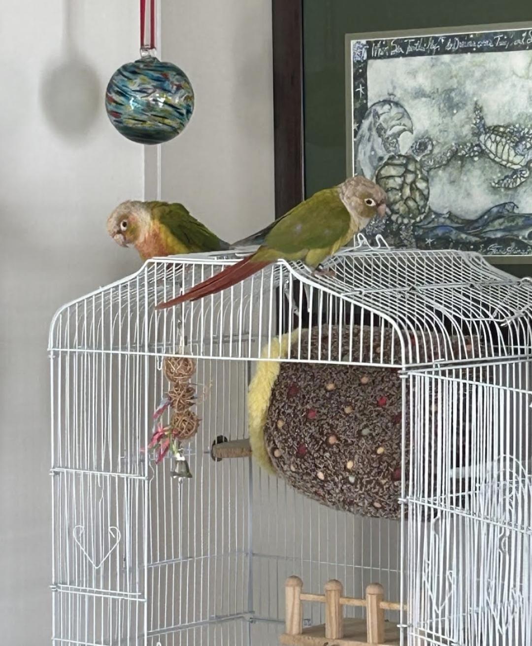 Enlarge Thing 1 and Thing 2 (Anchorage), a Adoptable Conure in Anchorage, AK image 2/2