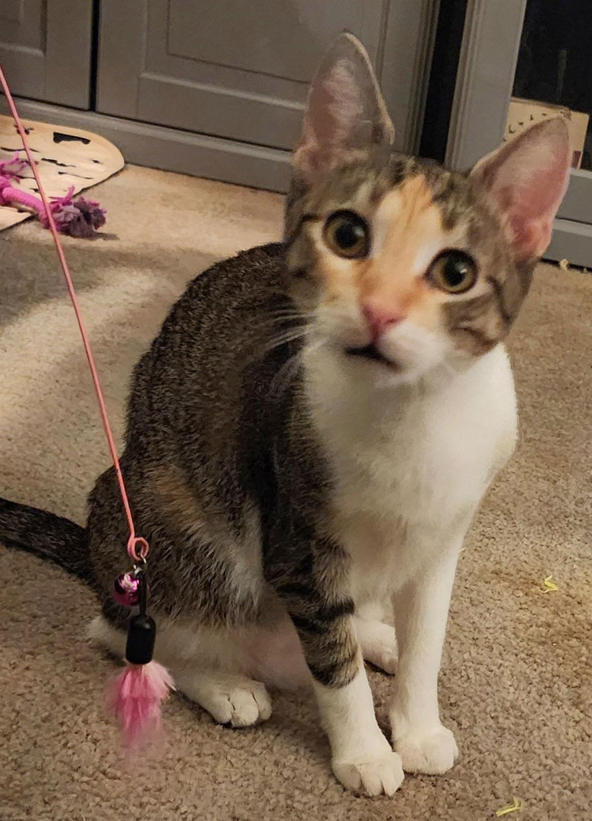 Yana, Adoptable, Young Female Domestic Short Hair.