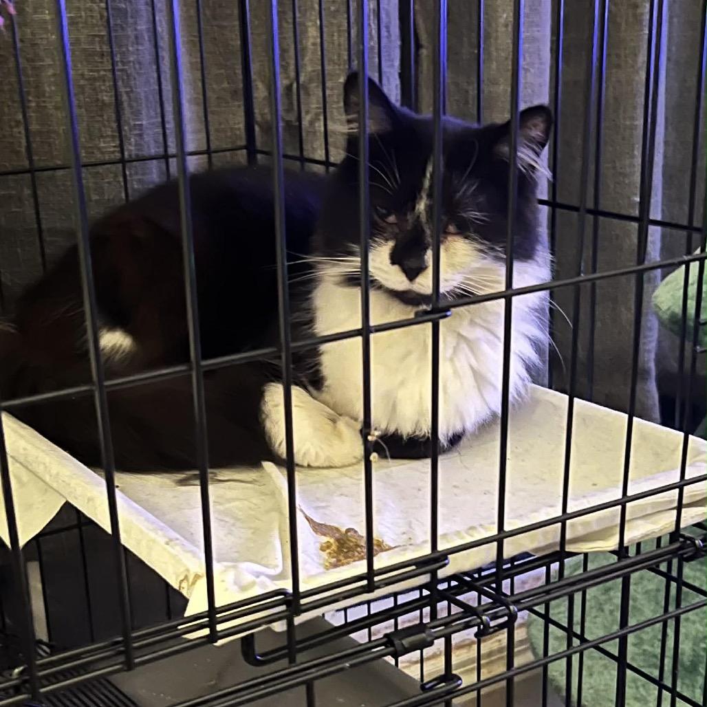 Minke, Adoptable, Adult Male Domestic Long Hair.