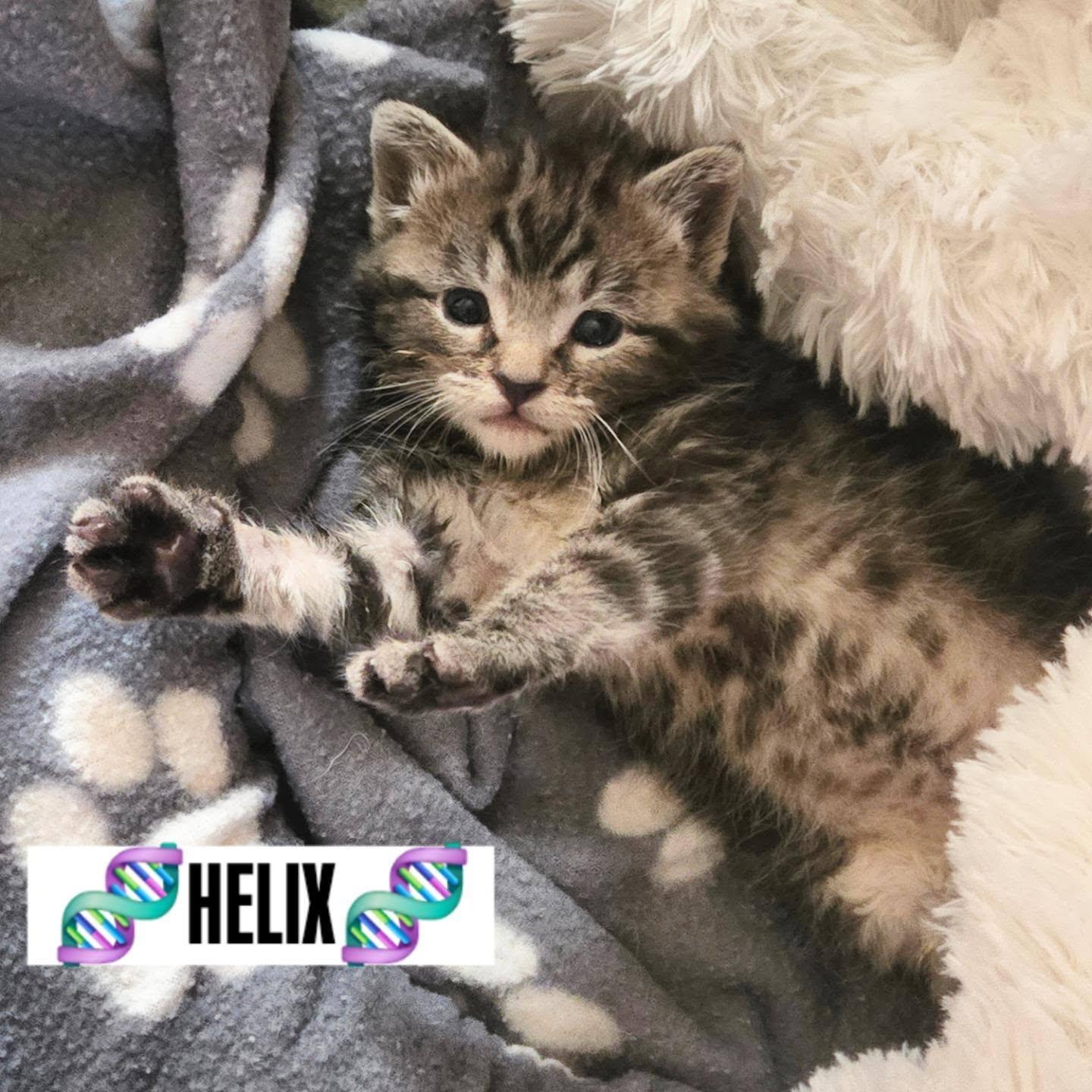 HELIX, a ADOPTABLE mixed breed in Bridgewater, NJ image 3/6