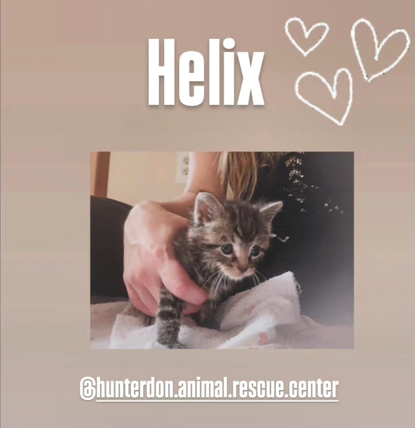 HELIX, a ADOPTABLE mixed breed in Bridgewater, NJ image 2/6