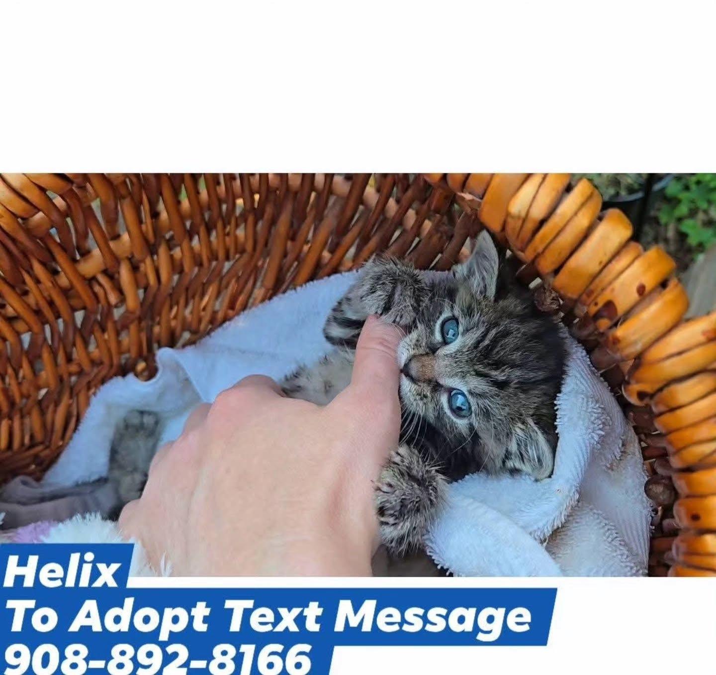 HELIX, a ADOPTABLE mixed breed in Bridgewater, NJ image 4/6