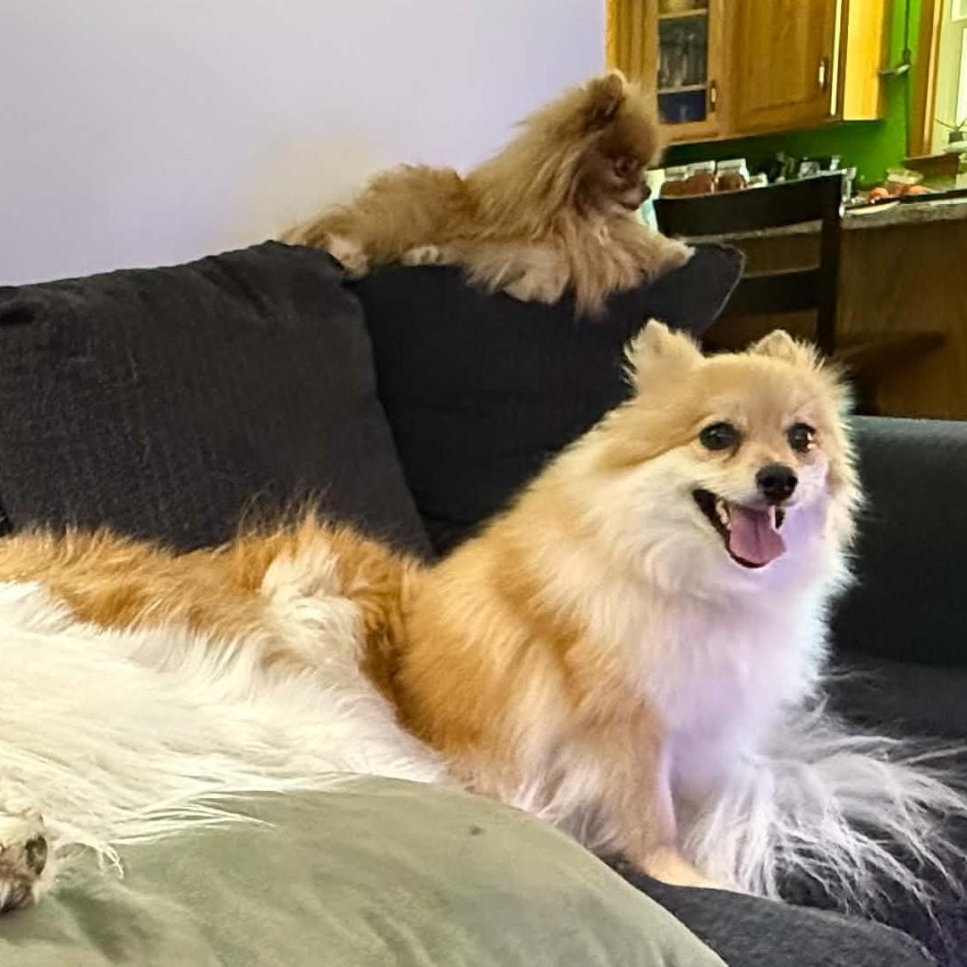 Enlarge Bella, a Adoptable Pomeranian in Cherry Hill, NJ image 5/6