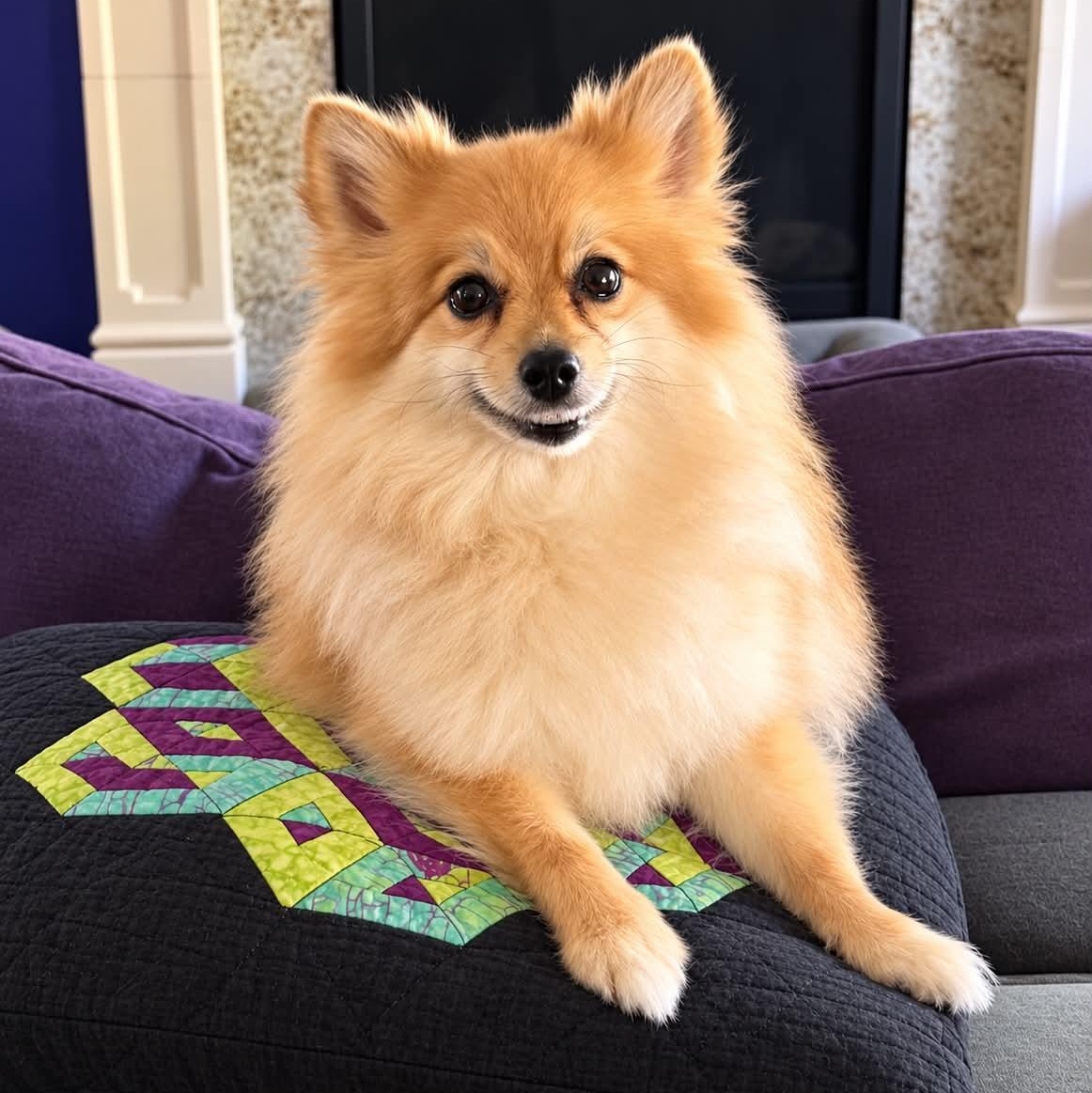 Enlarge Bella, a Adoptable Pomeranian in Cherry Hill, NJ image 2/6