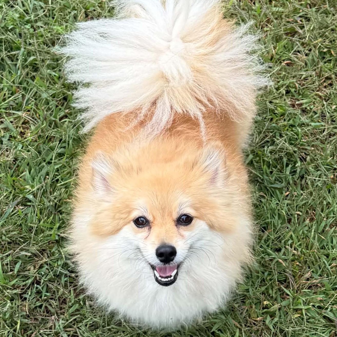 Enlarge Bella, a Adoptable Pomeranian in Cherry Hill, NJ image 3/6