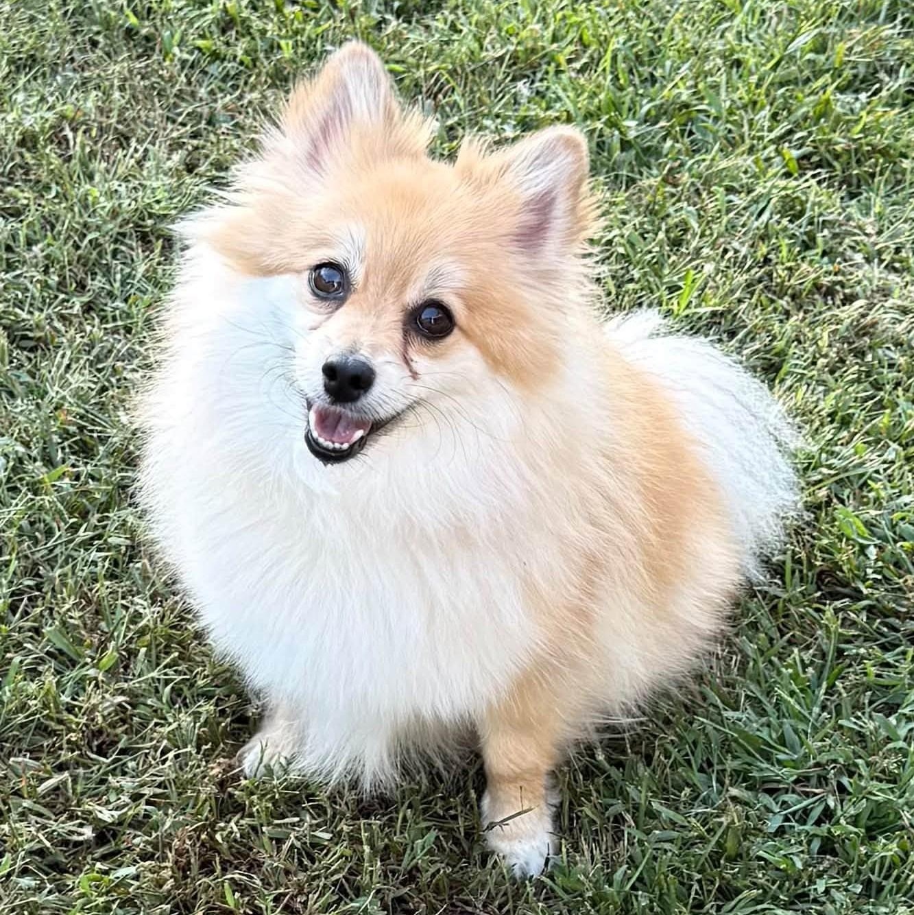 Enlarge Bella, a Adoptable Pomeranian in Cherry Hill, NJ image 6/6
