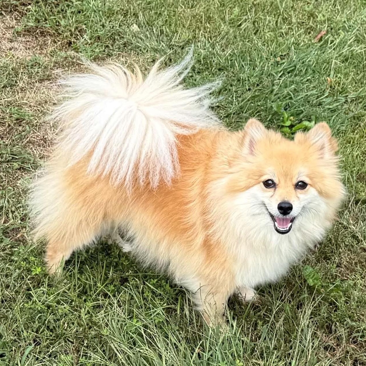 Bella, Adoptable, Young Female Pomeranian.