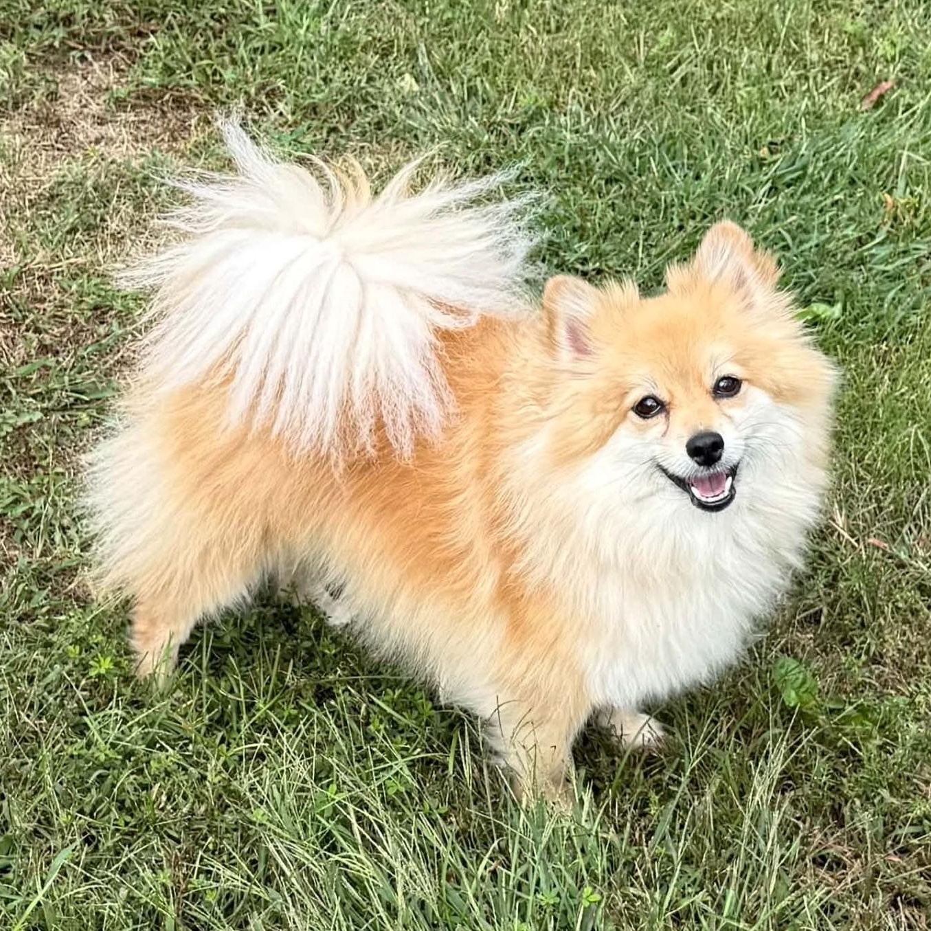 Enlarge Bella, a Adoptable Pomeranian in Cherry Hill, NJ image 4/6