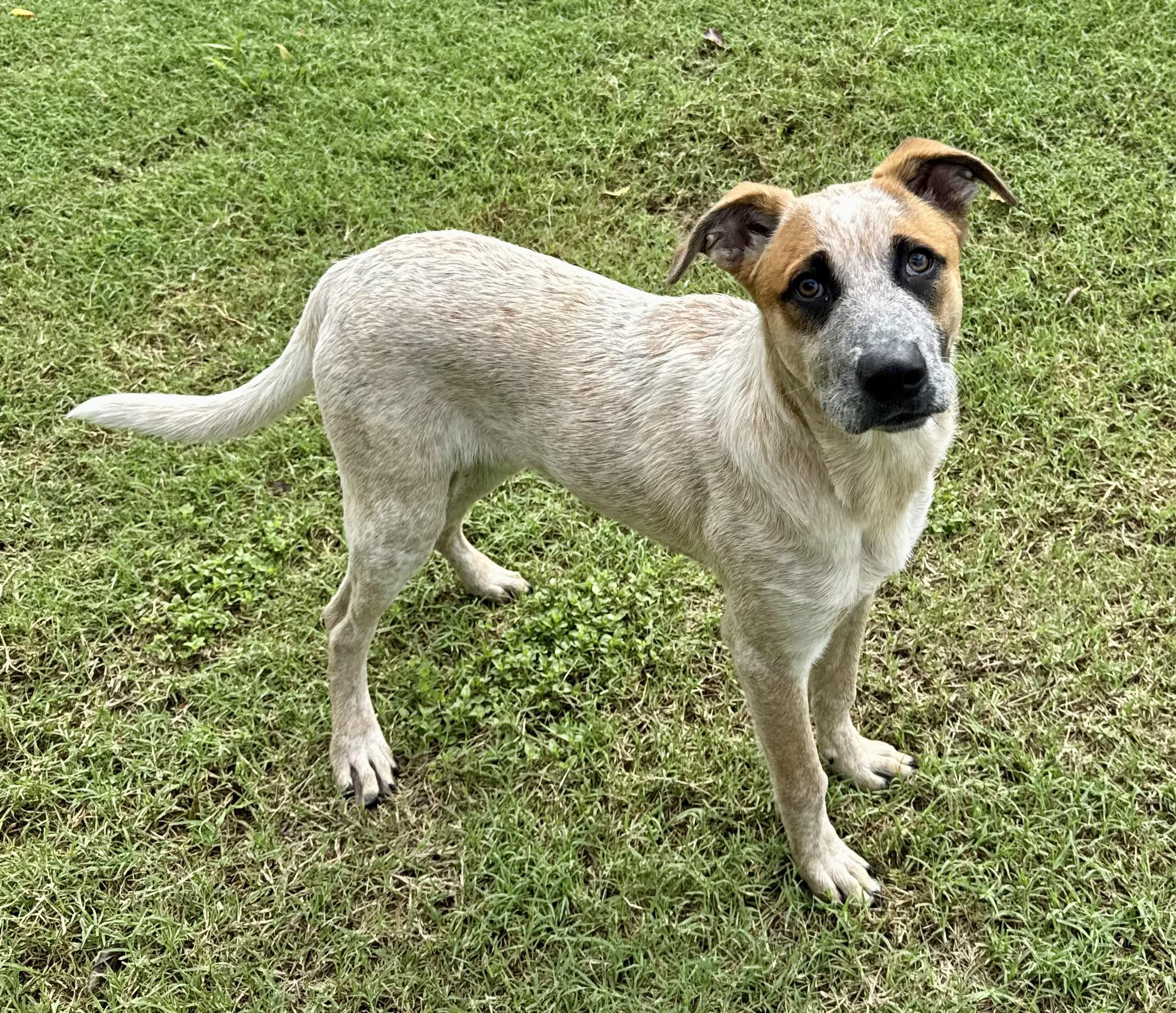Hank, a Adoptable Australian Cattle Dog / Blue Heeler in Gainesville, TX image 4/6
