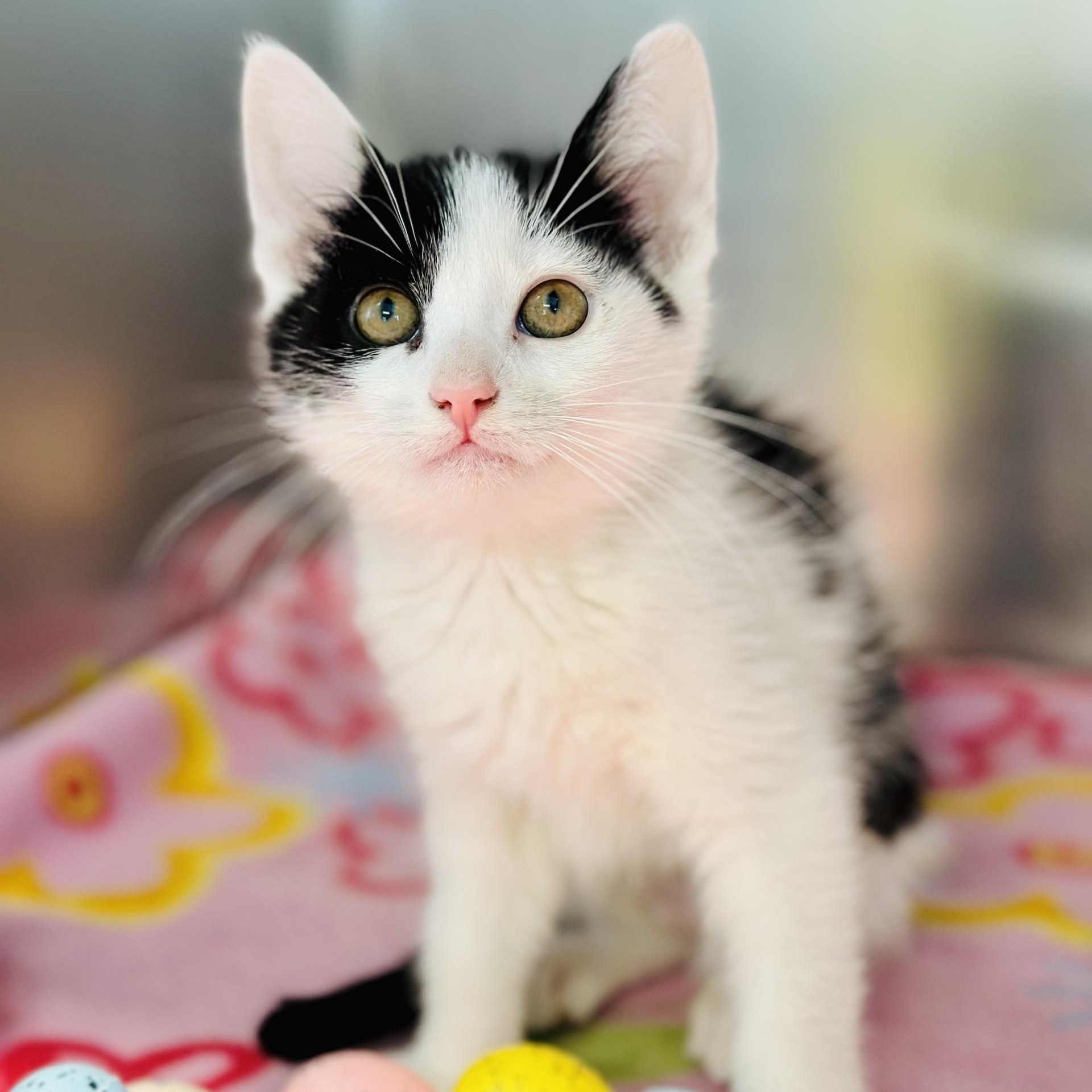 Enlarge Rosita , a ADOPTABLE Domestic Short Hair in Jackson, NJ image 1/2