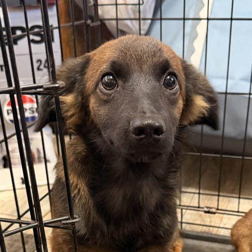 Karamello, Adoptable, Puppy Male Dachshund.