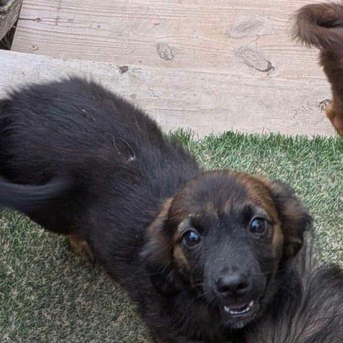 Enlarge Karamello, a Adoptable Dachshund in Edmond, OK image 3/3