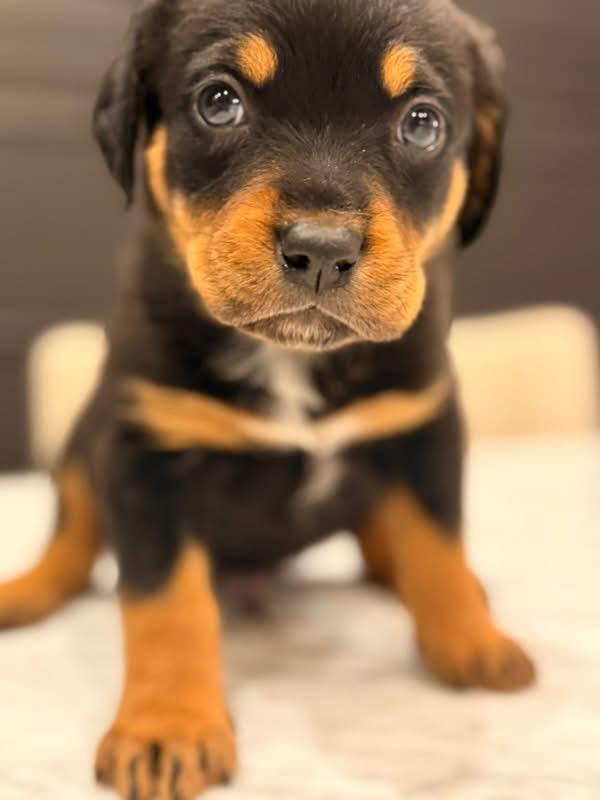 Jackson (Apres pup), an adopted mixed breed in Mount Juliet, TN image 1/3