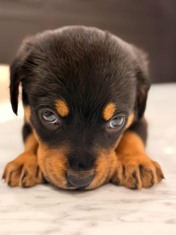 Jackson (Apres pup), an adopted mixed breed in Mount Juliet, TN image 3/3