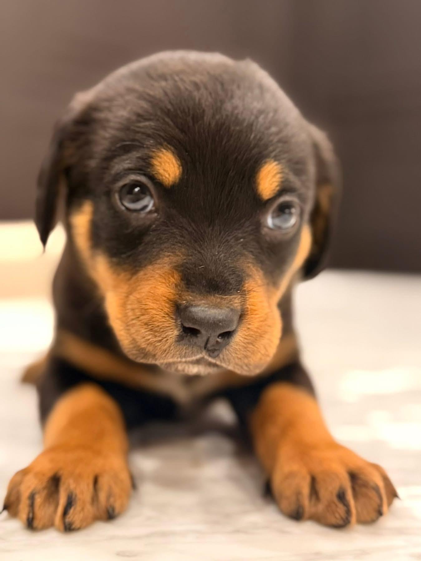 Jackson (Apres pup), an adopted mixed breed in Mount Juliet, TN image 2/3