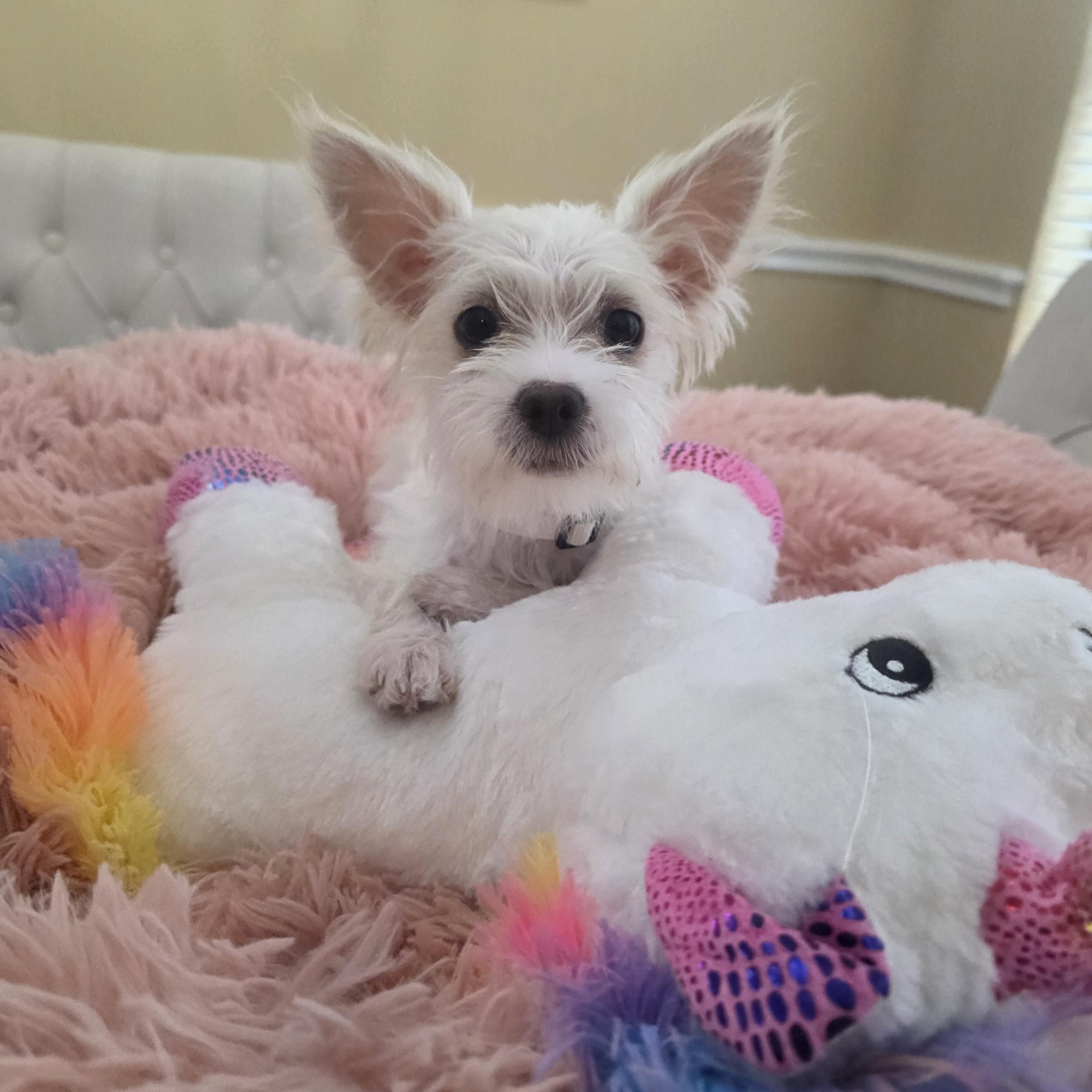 Belle, adopted, Puppy Female Maltese & West Highland White Terrier / Westie.