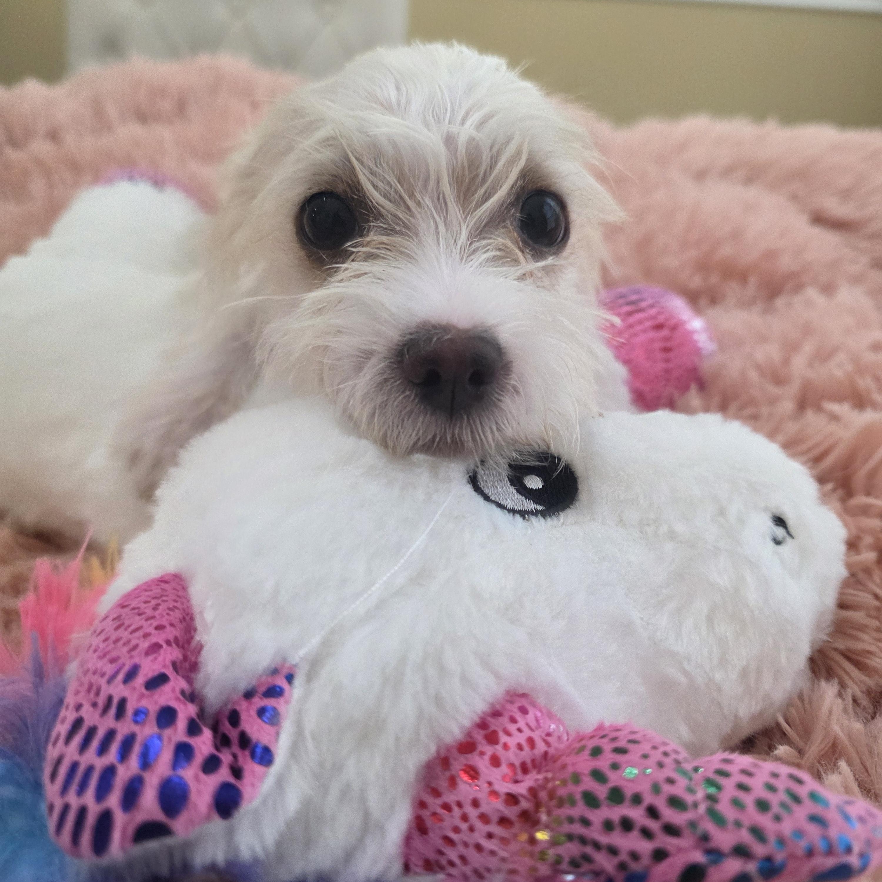 Enlarge Belle, an adopted mixed breed in Dallas, TX image 2/6