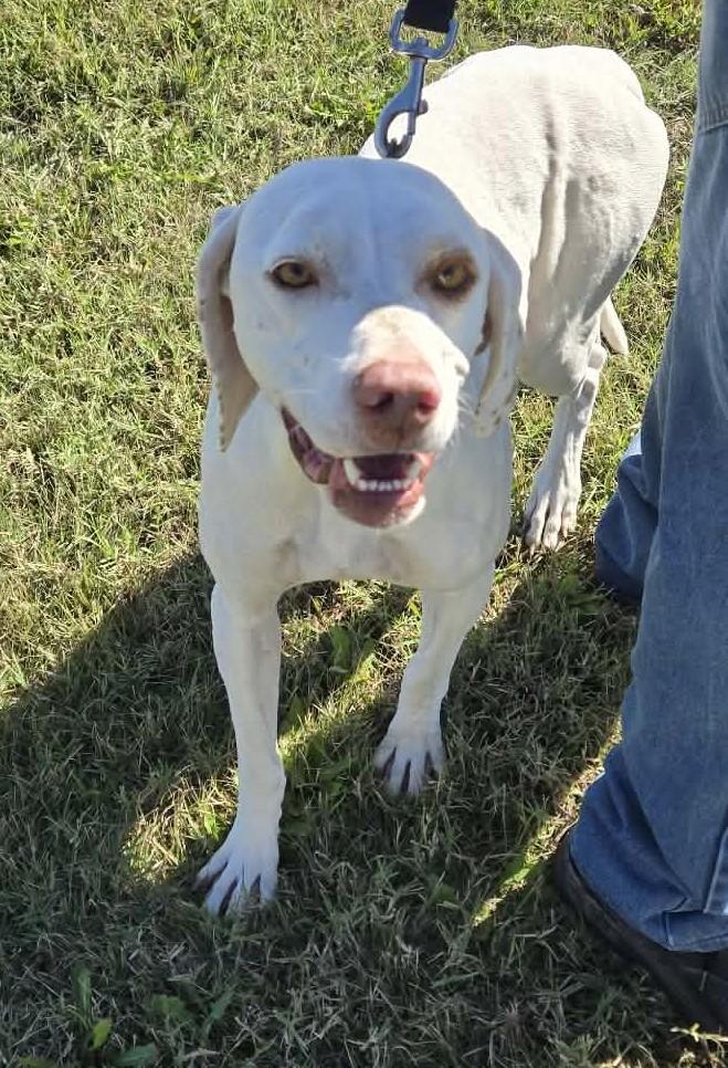 Enlarge Molly, a Adoptable English Pointer in Larned, KS image 2/4