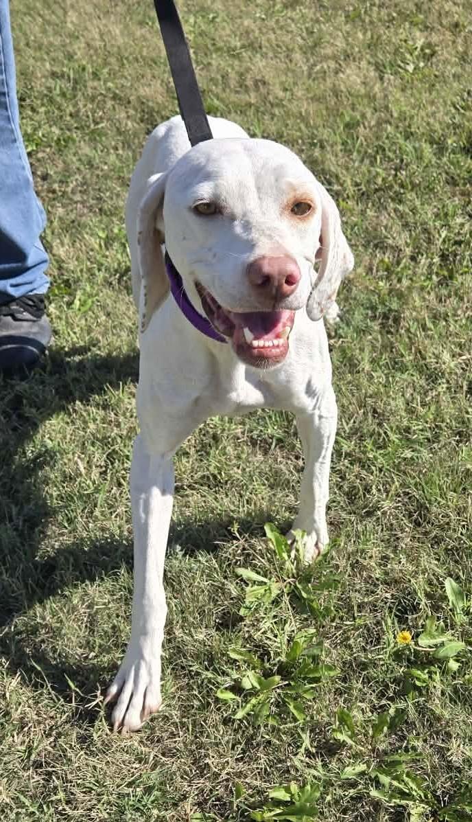Molly, Adoptable, Adult Female English Pointer.