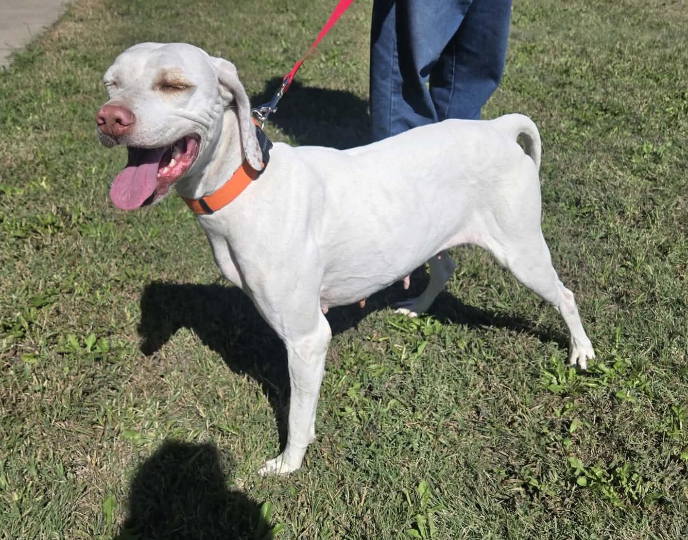 Enlarge Molly, a Adoptable English Pointer in Larned, KS image 4/4