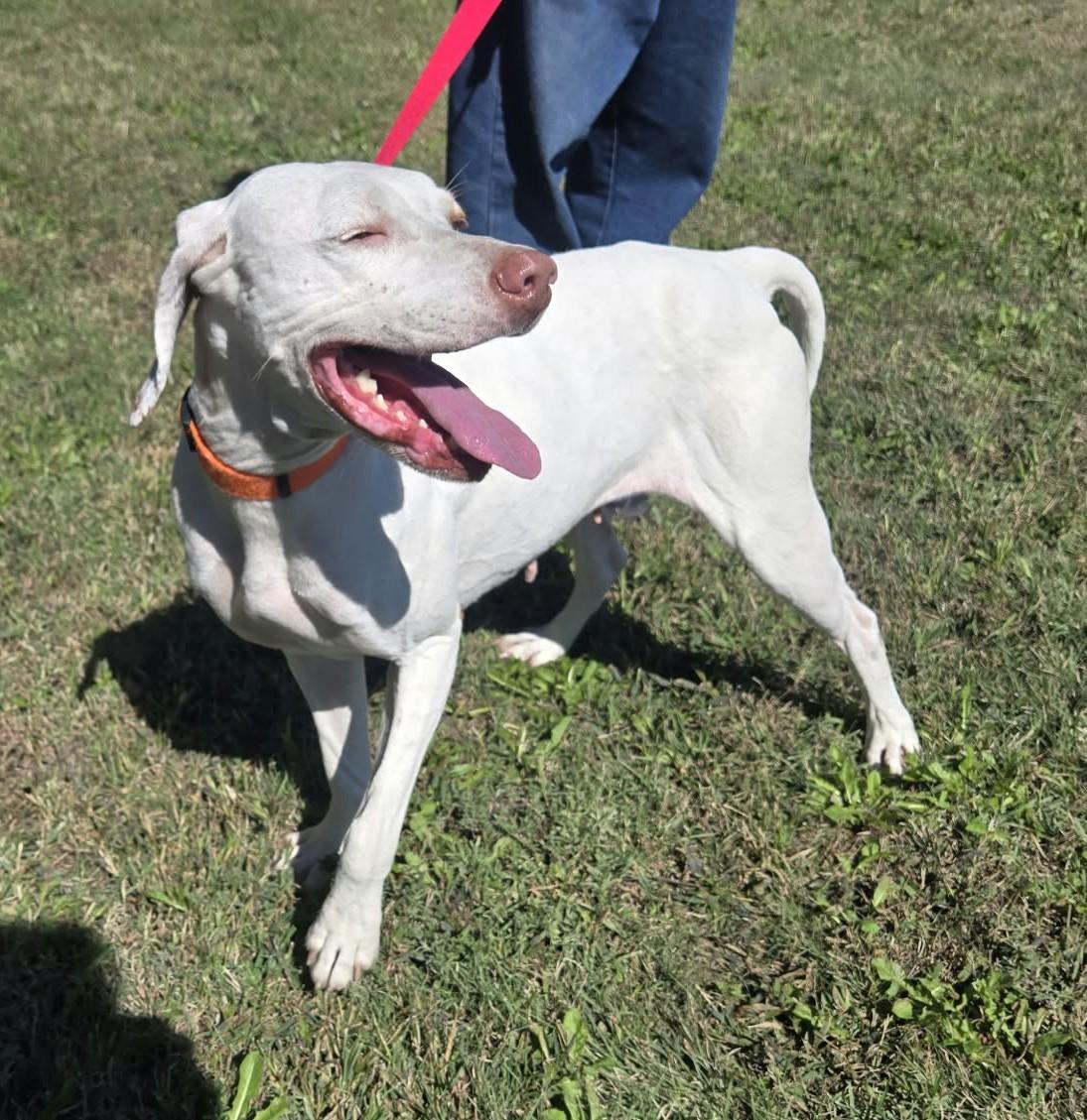 Enlarge Molly, a Adoptable English Pointer in Larned, KS image 3/4