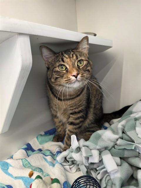 KIRSTIN, Adoptable, Young Female Domestic Short Hair.