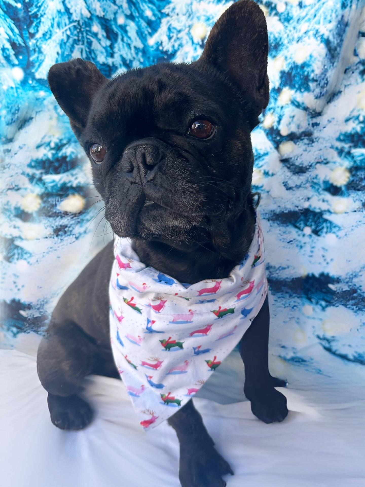 Enlarge Duke, an adopted French Bulldog in El Paso, TX image 1/6