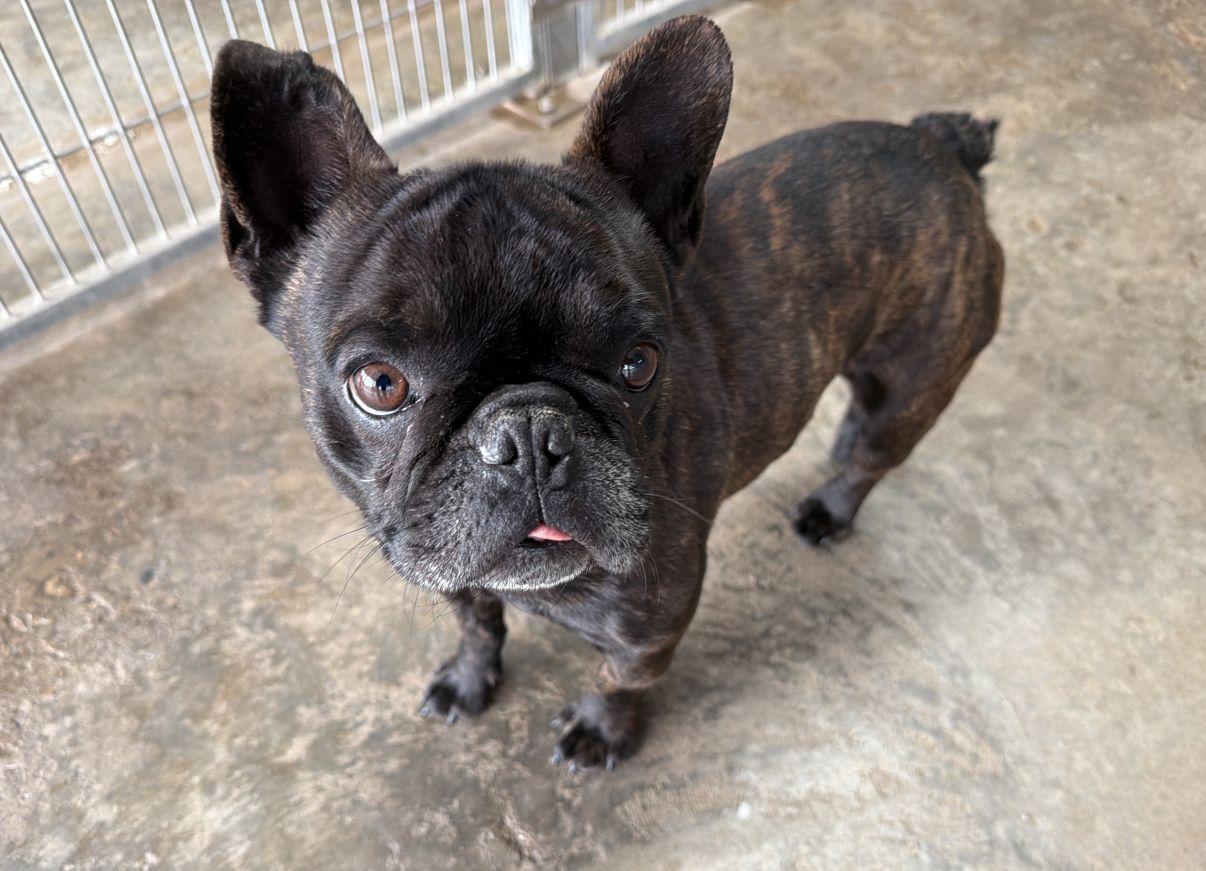 Enlarge Duke, an adopted French Bulldog in El Paso, TX image 2/6
