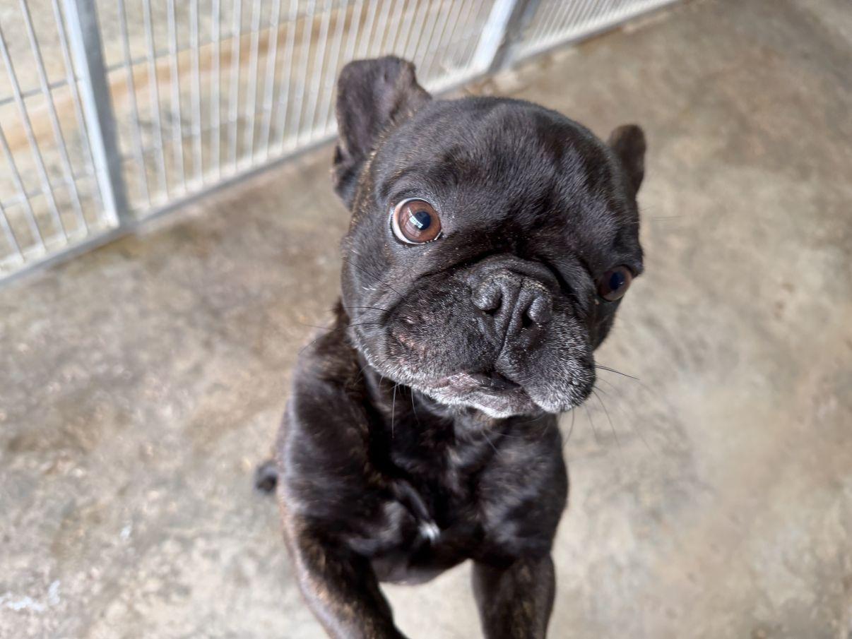 Enlarge Duke, an adopted French Bulldog in El Paso, TX image 6/6