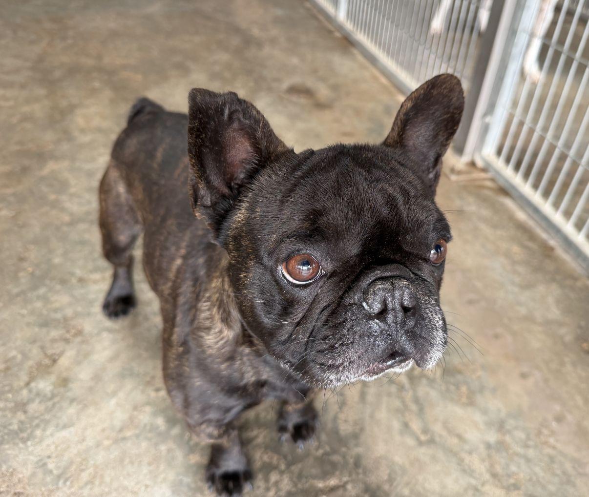 Enlarge Duke, an adopted French Bulldog in El Paso, TX image 4/6