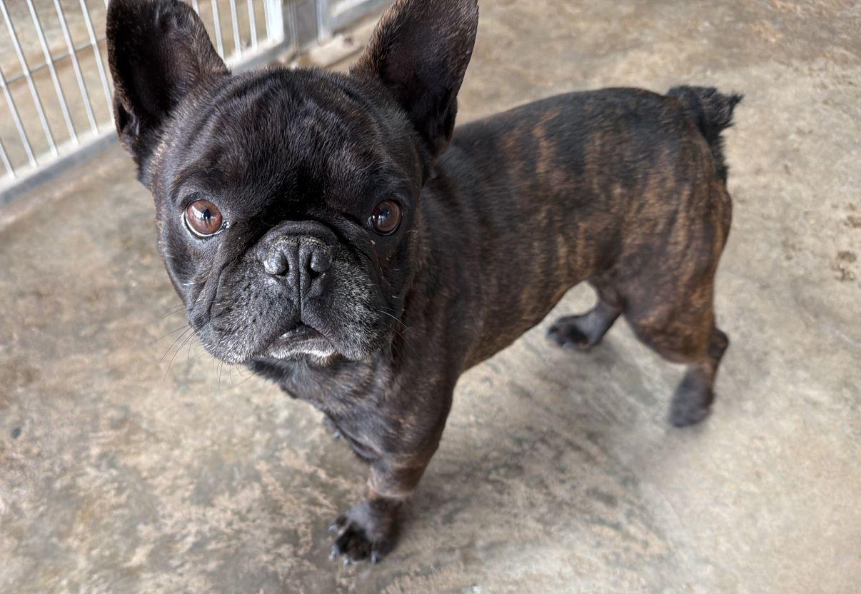 Enlarge Duke, an adopted French Bulldog in El Paso, TX image 3/6