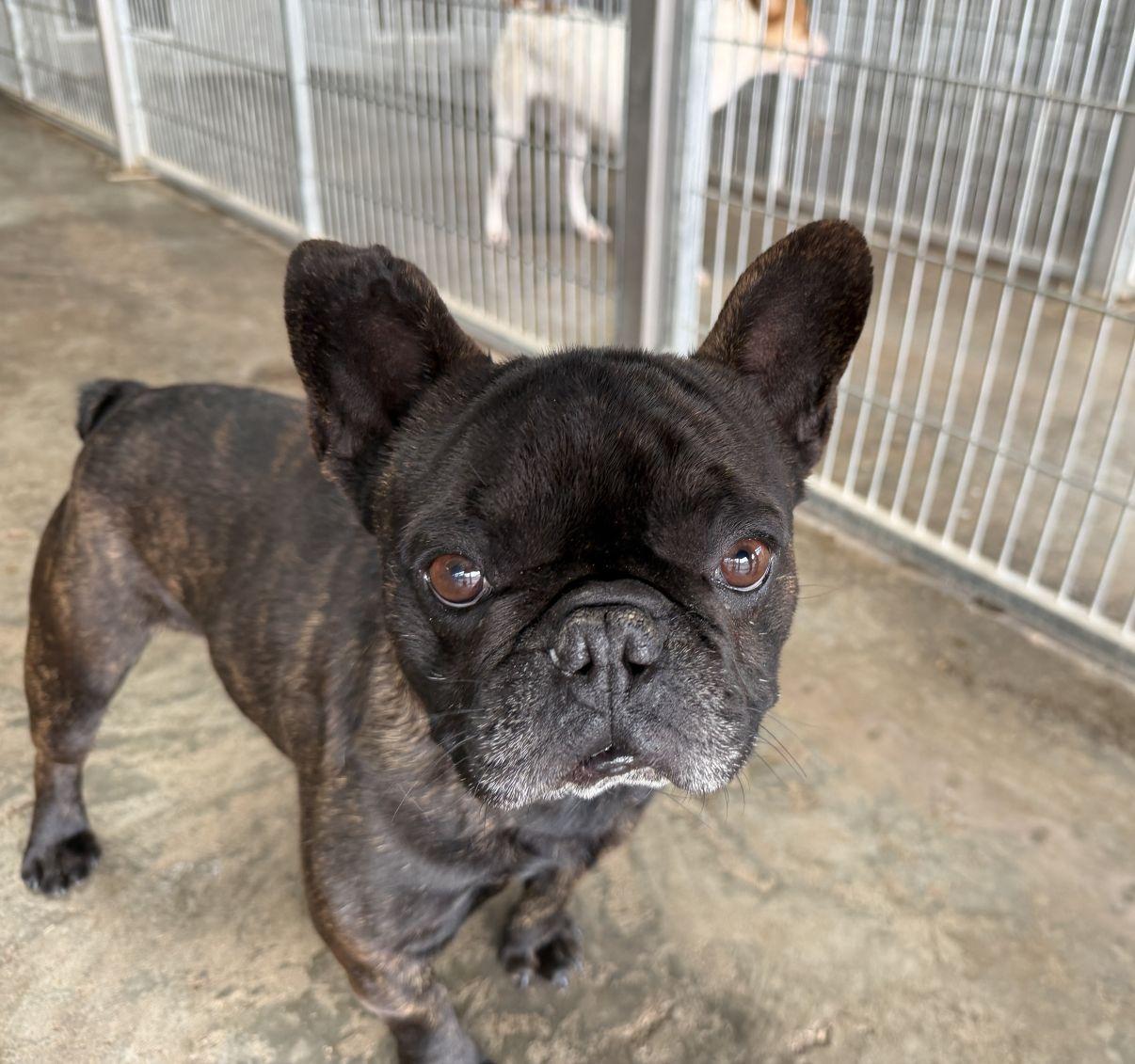 Enlarge Duke, an adopted French Bulldog in El Paso, TX image 5/6