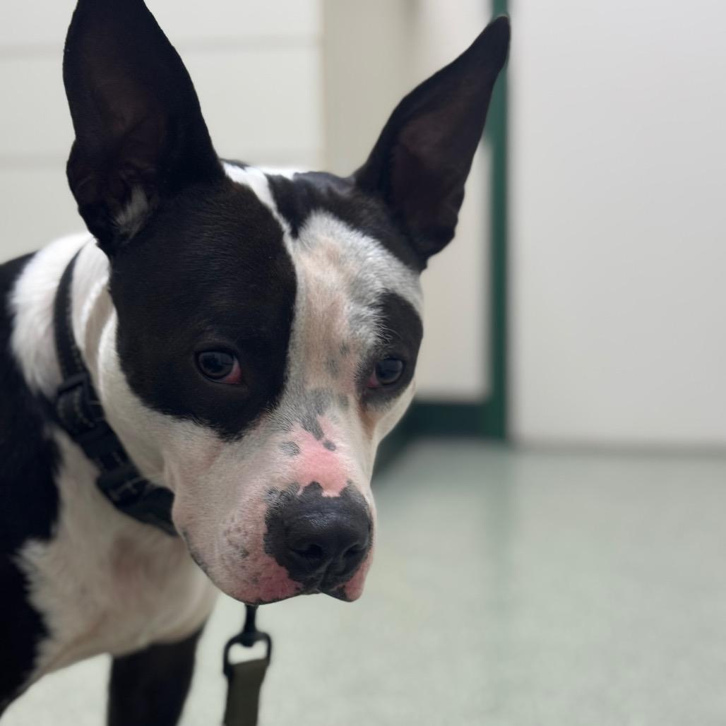 Enlarge Cosmic, a Adoptable Mixed Breed in Springboro, OH image 1/6