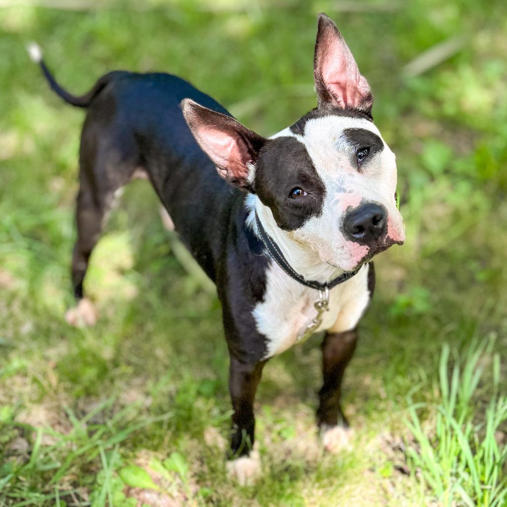 Enlarge Cosmic, a Adoptable Mixed Breed in Springboro, OH image 2/6