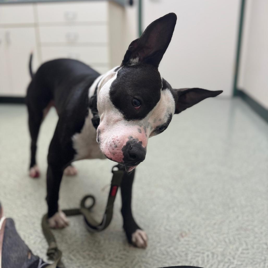 Enlarge Cosmic, a Adoptable Mixed Breed in Springboro, OH image 3/6