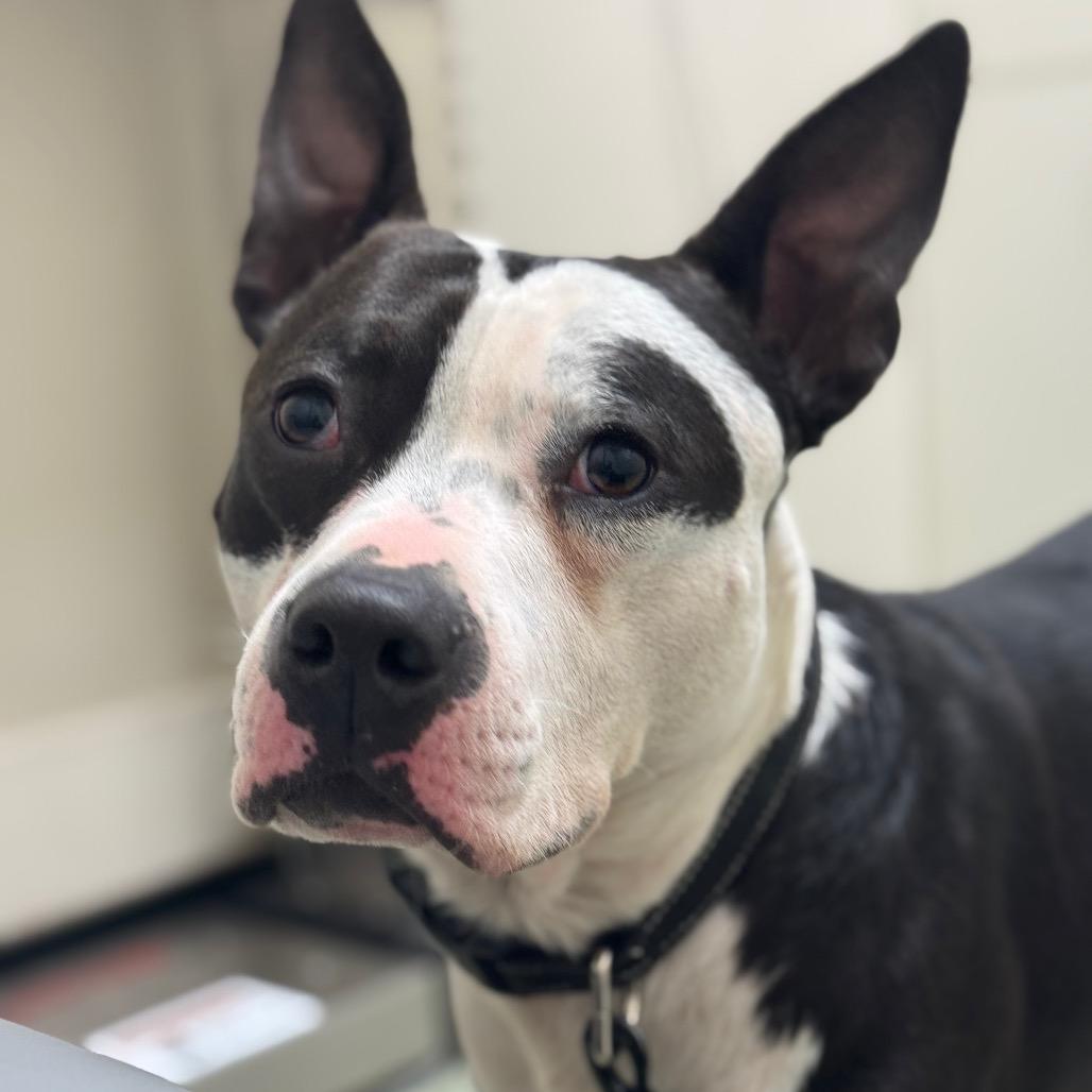 Enlarge Cosmic, a Adoptable Mixed Breed in Springboro, OH image 4/6