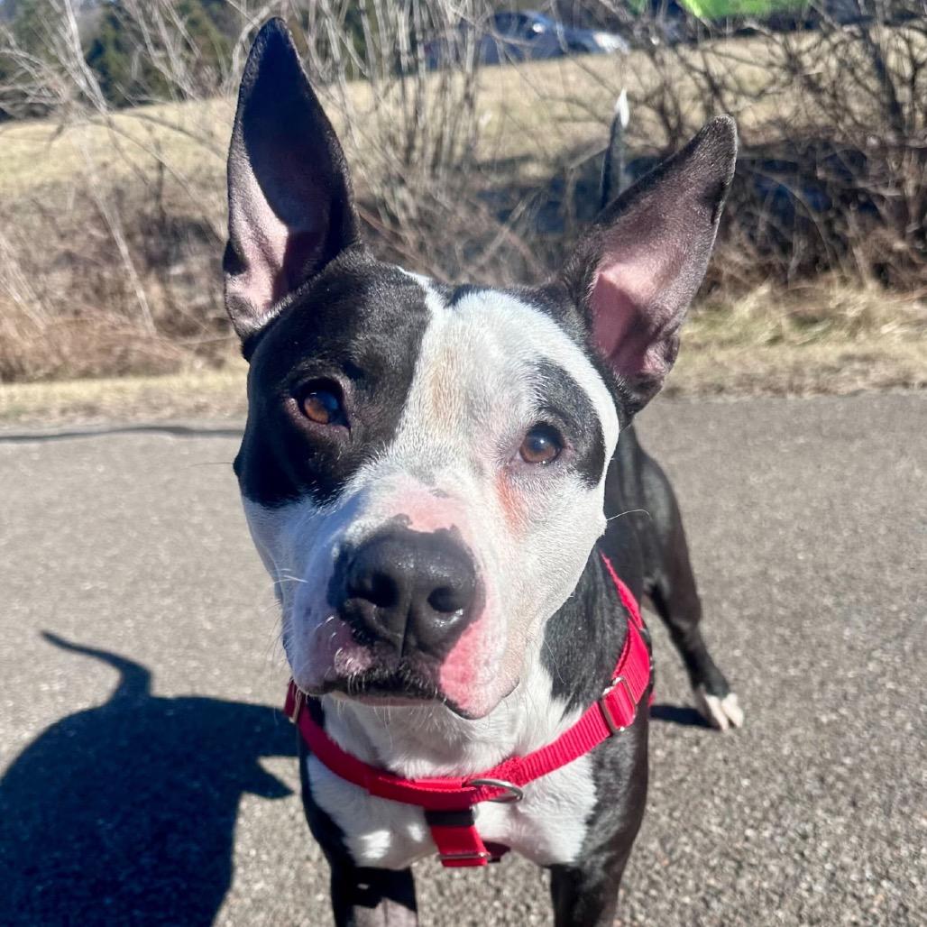 Enlarge Cosmic, a Adoptable Mixed Breed in Springboro, OH image 1/1