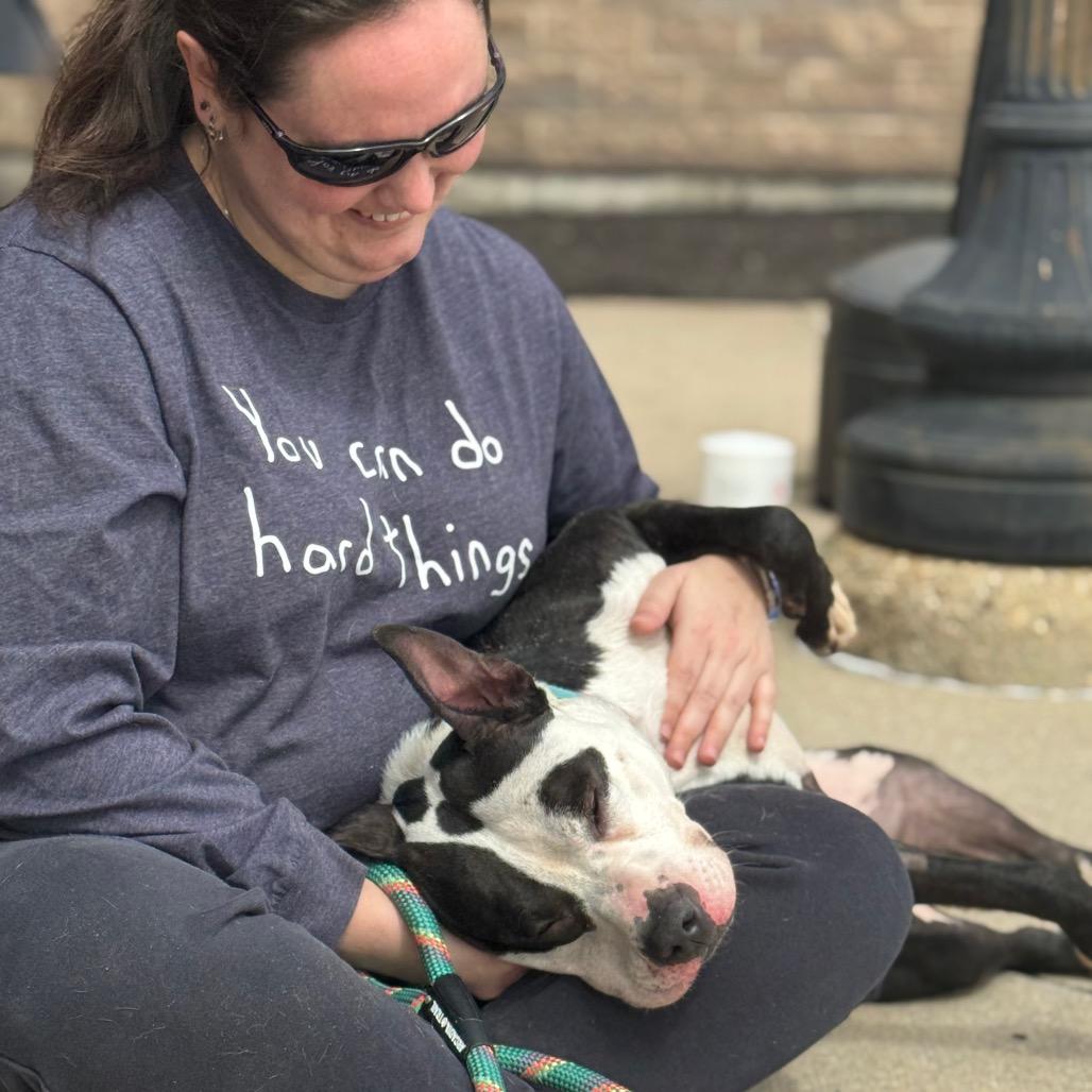 Enlarge Cosmic, a Adoptable Mixed Breed in Springboro, OH image 6/6