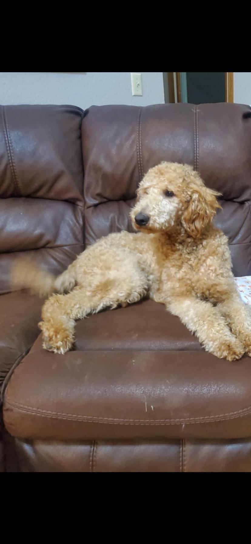 Molly, Adopted, Young Female Poodle.