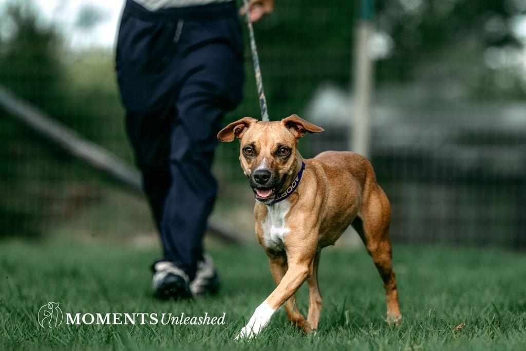 Kala, a Adoptable mixed breed in Myakka City, FL image 1/4