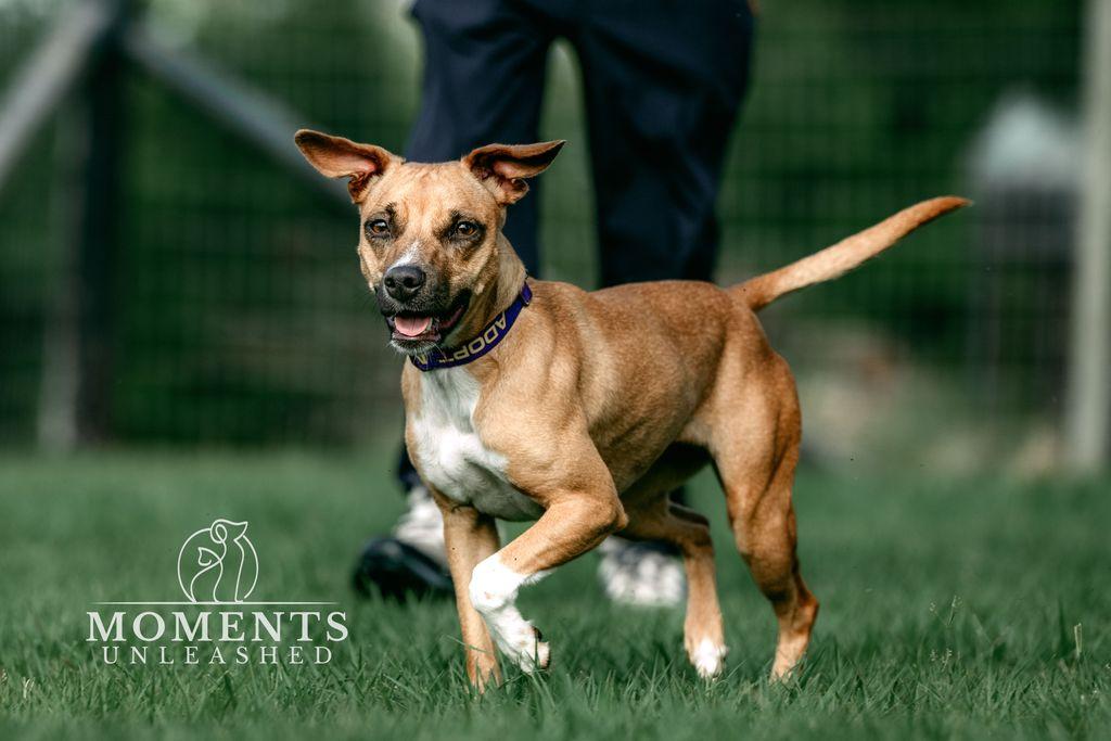Kala, a Adoptable mixed breed in Myakka City, FL image 4/4