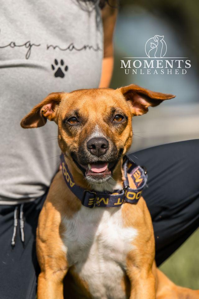 Kala, a Adoptable mixed breed in Myakka City, FL image 2/4