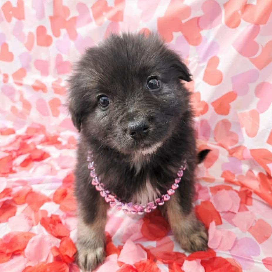 Enlarge Galaxian, a Adoptable Mixed Breed in Jackson, MO image 1/4