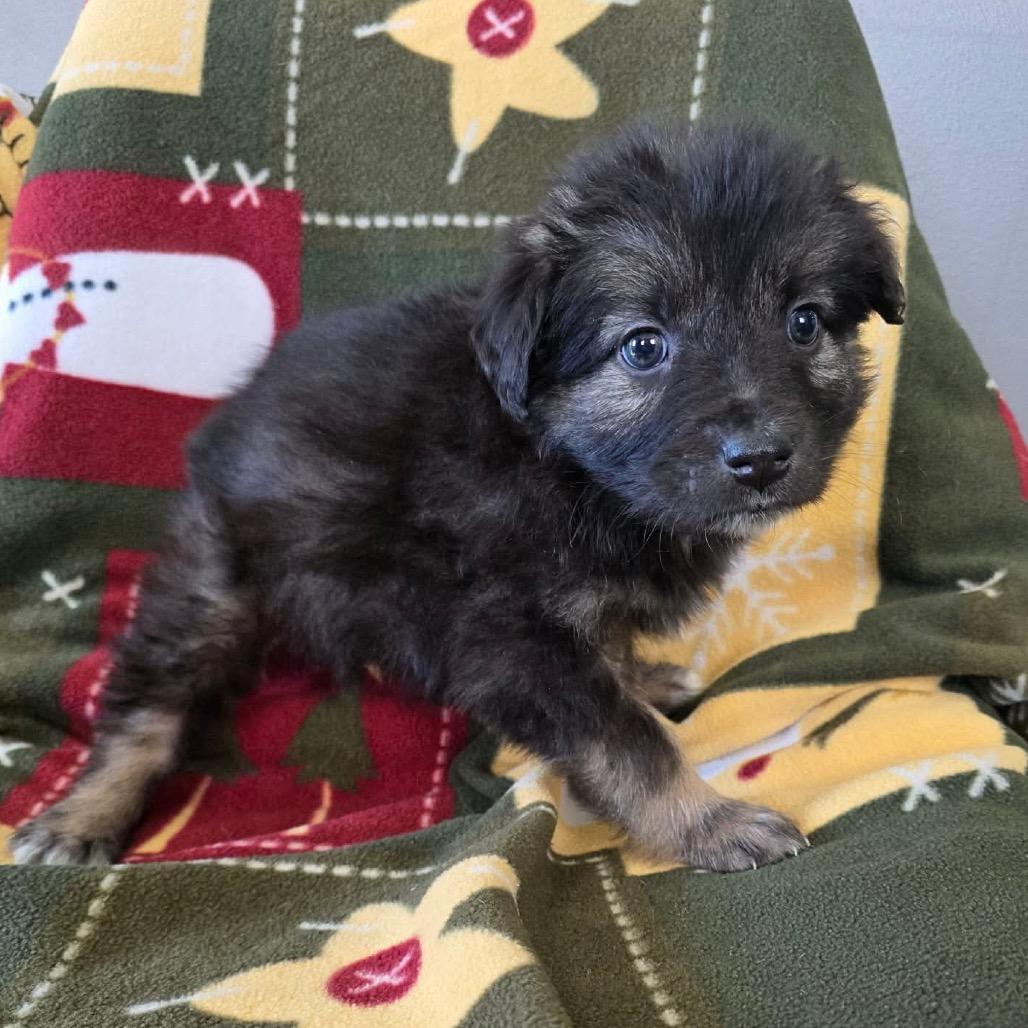 Enlarge Galaxian, a Adoptable Mixed Breed in Jackson, MO image 3/4