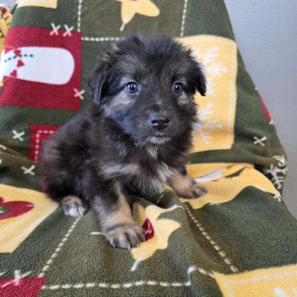 Enlarge Galaxian, a Adoptable Mixed Breed in Jackson, MO image 4/4