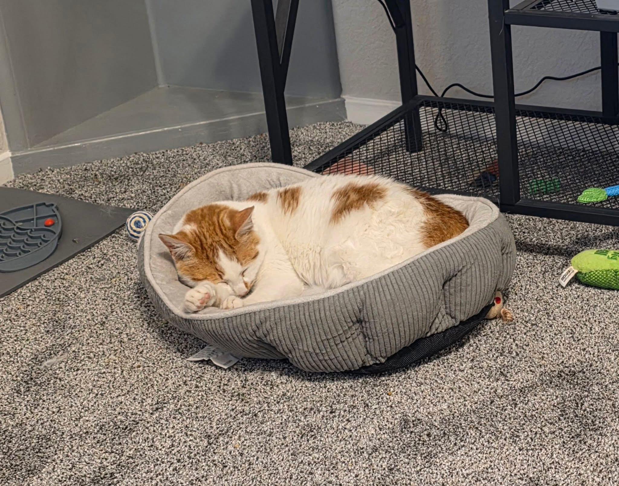 Enlarge Max, an adopted Domestic Short Hair in Oakley, CA image 4/4