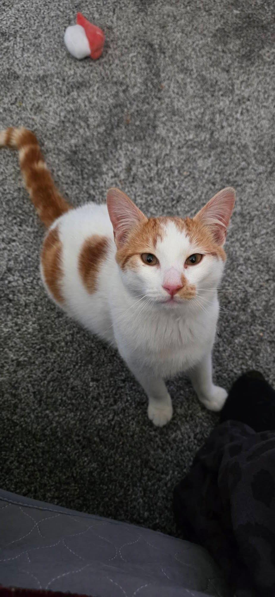 Enlarge Max, an adopted Domestic Short Hair in Oakley, CA image 1/4