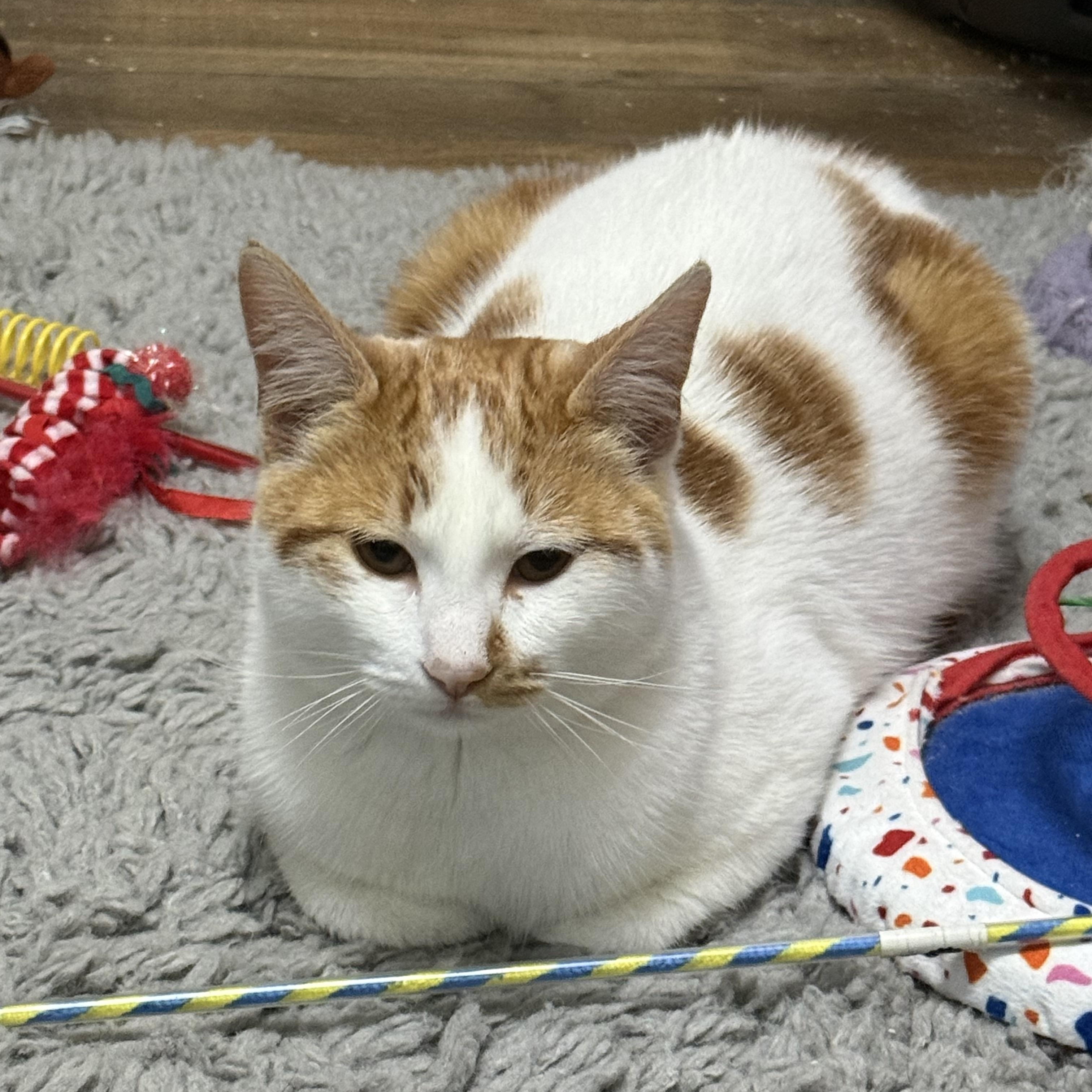 Enlarge Max, an adopted Domestic Short Hair in Oakley, CA image 2/4