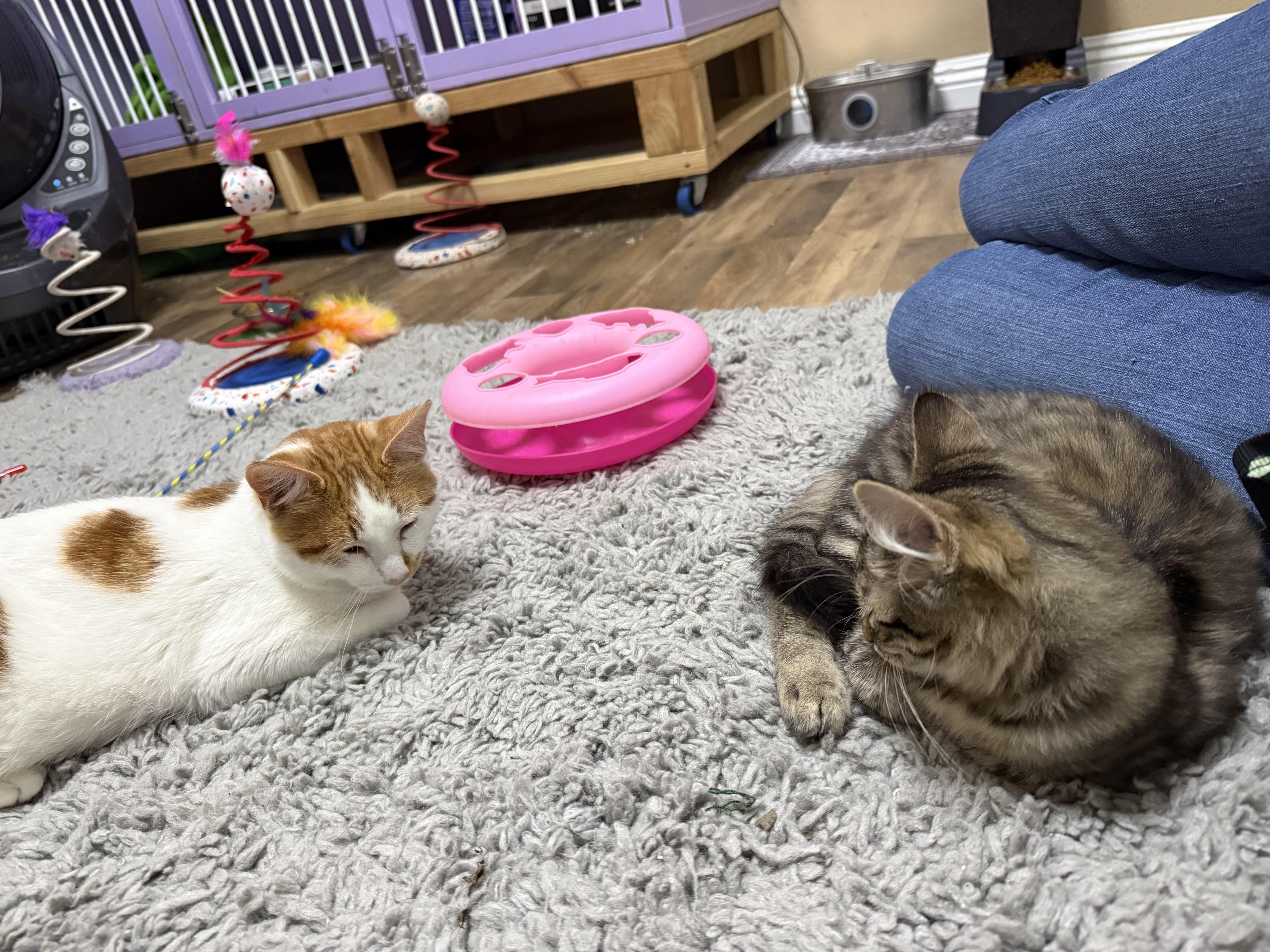 Enlarge Max, an adopted Domestic Short Hair in Oakley, CA image 3/4